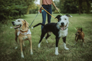 Pet sitter and dogs in walk